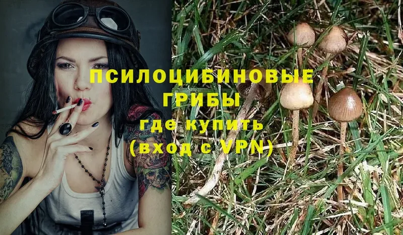 купить  цена  Новошахтинск  Галлюциногенные грибы MAGIC MUSHROOMS 